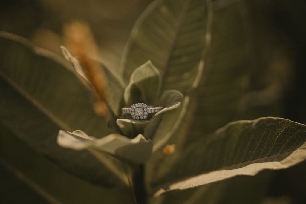 Ring on plant
